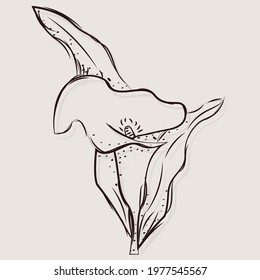 Isolated sketch of a flower Vector illustration