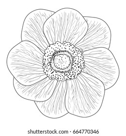 Isolated sketch of a flower, Vector illustration
