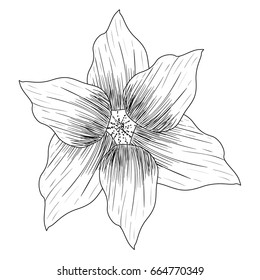 Isolated sketch of a flower, Vector illustration