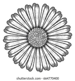 Isolated sketch of a flower, Vector illustration