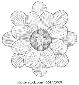 Isolated sketch of a flower, Vector illustration