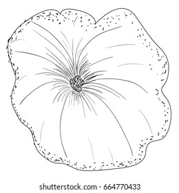 Isolated sketch of a flower, Vector illustration