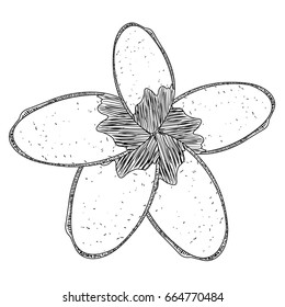 Isolated sketch of a flower, Vector illustration
