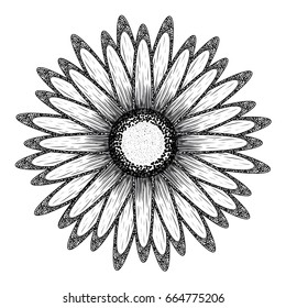 Isolated sketch of a flower, Vector illustration