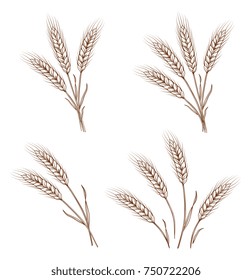isolated sketch hand drawn wheat ears and sheaves on white background