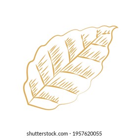 Isolated sketch of a leaf - Vector illustration