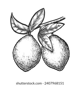 Isolated sketch of lemon fruit. Vector citrus lemon hand drawn. Illustration of Ben Yen or Eureka fruit for vegetarian, vegan nutrition. Asian harvest or organic farm product. Agriculture and culinary