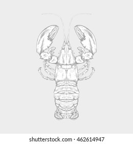 Isolated sketch of a lobster, Vector illustration