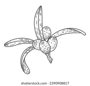 Isolated sketch sea buckthorn branch with leaves and berries. Natural plant, vector flat illustration.