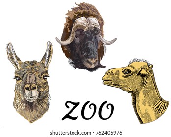 Isolated sketch set of mammal animal. Vector symbol for  zoo and nature design.
