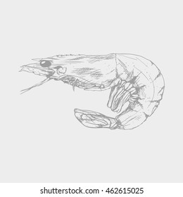 Isolated sketch of a shrimp, Vector illustration