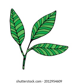 Isolated sketch of a tree leaves Vector illustration