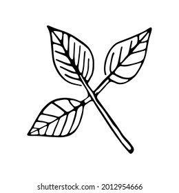 Esbozo aislado de hojas de árbol Ilustración vectorial