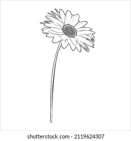 1,804 Daisy pen ink drawing Images, Stock Photos & Vectors | Shutterstock