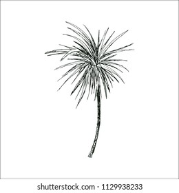 Isolated sketched coconut or queen palm tree with leaves. Beach and rainforest, desert coco flora. Foliage of subtropical fern. Green palmae or jungle arecaceae. Botany, environment theme
