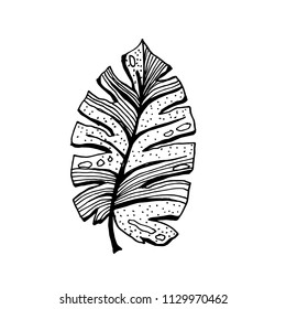 Isolated sketched coconut or queen palm tree leaves. Beach and rainforest, desert coco flora. Foliage of subtropical fern. Green palmae or jungle arecaceae. Botany, environment theme