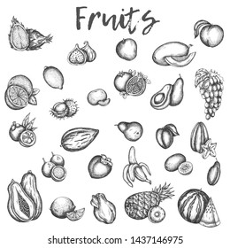 Isolated sketches of fruits. Apple and melon, avocado and kiwi Sketch of vinage vector icons of plum, peach and mango Hand drawn fruit