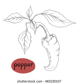 Isolated sketchy style pepper / Monochrome hand drawn vector illustration