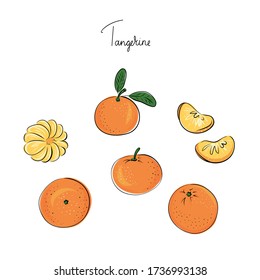 Isolated sketchy style tangerine. Doodle fruits set. Hand drawn vector illustration mandarin.