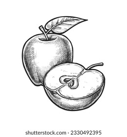 Mano de manzana aislada en rodajas. Canción de vectores o insignia para envasado culinario. Esbozo de ingredientes para ensaladas de alimentos. Botánica y cocina, recetas y platos culinarios, granjas y huertos, veganas, vegetarianas