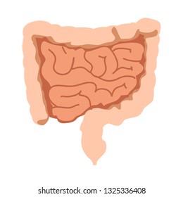 Isolated small and large intestines. Vector illustration design