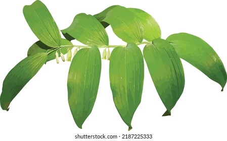 Isolated Smooth Solomon's Seal (Polygonatum biflorum) Woodland Plant with Flowers