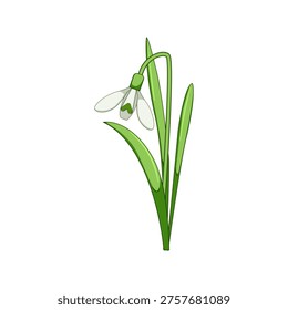 Isolated snowdrop flower standing on a white background, representing seasonal change, new beginnings, growth, and the beauty of nature awakening after winter