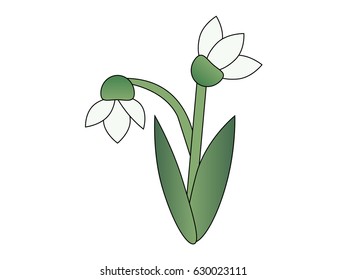 Isolated snowdrop flower. Vector illustration.