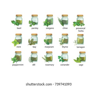 Isolated spices and herbs in jars and bunch in realistic style. Different Mediterranean and Provencal herbs - icons set on isolated background. Fresh and dry spices. Vector illustration.