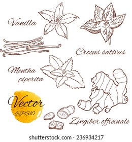 Isolated spices and herbs set.