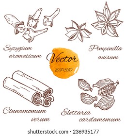 Isolated spices and herbs set.