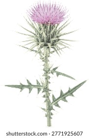 An isolated spiky garden plant vector featuring a professional stippled texture for modern landscaping and architectural themes.