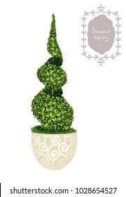 Isolated spiral boxwood topiary in a flower pot, garden plant, vector background. English boxwood, evergreen dwarf shrubs. Shrub for landscape.
