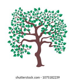 Isolated spring tree with new leaves on white.