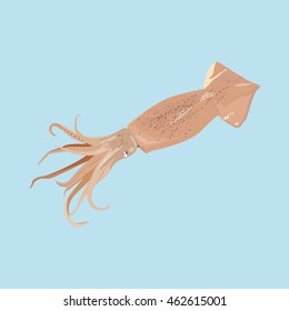 Isolated squid on blue background, Vector illustration