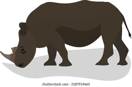 Isolated standing rhino. White background