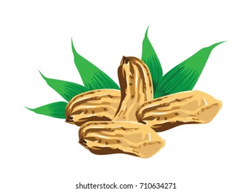 Isolated of steamed peanuts and leaves close up of white background.