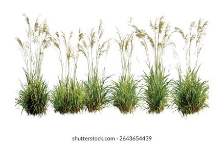Isolated Stipa capillata and switchgrass Panicum virgatum cutout, vector illustration, native grass species, meadow ecosystem, natural habitat plants, wild herb plants, environmental greenery.