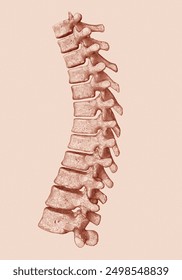 Isolated, stippling, vintage lateral side thoracic vertebrae. Medical illustration.