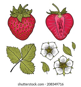 Isolated strawberries. Graphic stylized drawing. Vector illustration. 