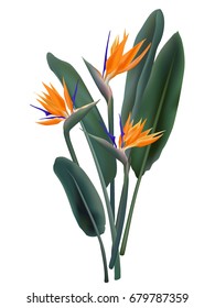 Isolated strelitzia reginae tropical flower vector illustration on white. Green leaves, orange blossom bouquet realistic design. South African plant also known as crane flower or bird of paradise.