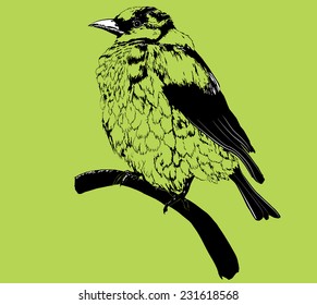 isolated stylized black sparrow, rough sketch of little bird