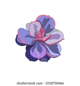 Isolated succulent in Cartoon style, vector Echeveria Pearl von Nurnberg on white isolated background, outlined succulent Stone Rose for prints, elements of interior decor in Indoor Plants field.