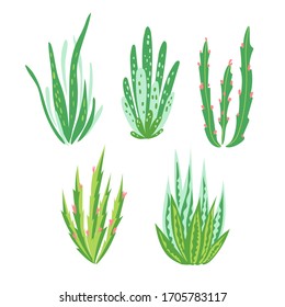 Isolated succulent plants. Cacti, aloe, succulent vector drawings set. Blooming cacti. 