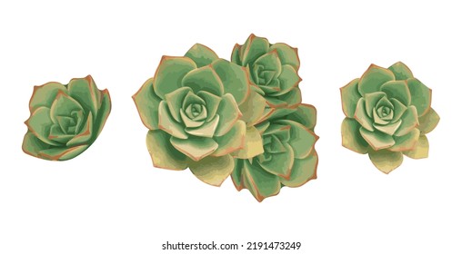 Isolated succulents, cactus flower tropical plant, Stone Rosein Flat design . Echeveria Laui, Echeveria Elegance for prints, postcards. 