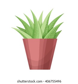 Isolated succulents on white background. 