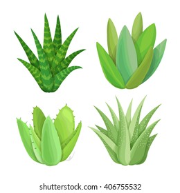 Isolated succulents on white background. 