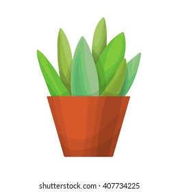 Isolated succulents on white background. 