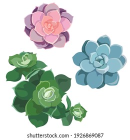 Suculentos aislados o Rosa de Piedra al estilo de diseño Llano, Conjunto de suculentos vectoriales Echeveria Laui, Echeveria Pearl Von Nurnberg y Echeveria Elegancia sobre fondo blanco aislado para impresiones, postales.