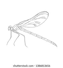 Isolated summer dragonfly. Vector EPS 10. Black and white, elements for floral season design. Hand drawn. 